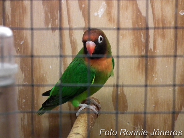 Agapornis nigrigenis